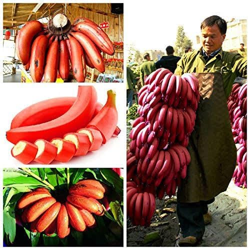 STAR PLANT " Red Banana plant Red Chakrakeli " Red Banana Fruit Plant - Light Red Banana is an Interesting Dwarf Species of Banana Plant - Fruit Plants & Tree Plants (B0CMVB8C5F) Amazon Price History, Amazon Price Tracker
