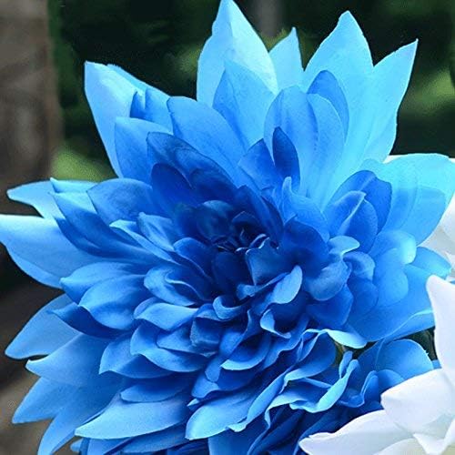 Image of BIGREEN Blue Fireball Dahlia Flower Plant | Live Outdoor & Indoor Flowering Plant for Home Garden, Balcony & Terrace Decoration | Seasonal Live Plant