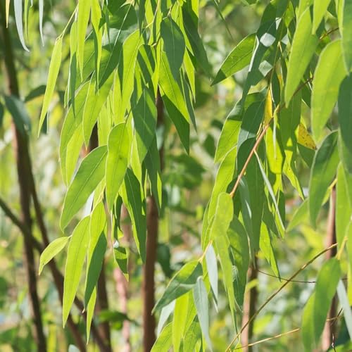 市田商店 ロールオンアロマ ねむけあ 昼のユーカリ 7mL