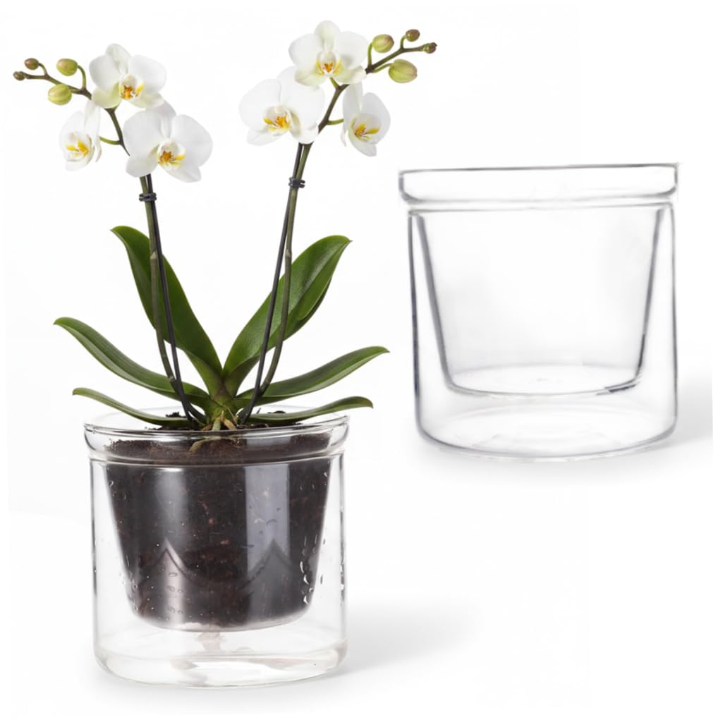 Latemeia Clear Self Watering Pots, 250ml Glass Planter with Water Reservoir - Semi Hydroponic Pots for African Violets, Succulents & Indoor Plants, Semi Hydroponic, Self Watering