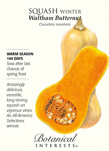 Waltham Butternut Winter Squash Seeds - 4 grams - Botanical Interests by Hirts: Seed; Squash