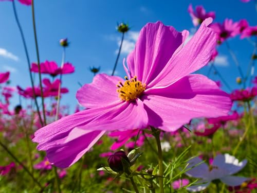 Image of Hybrid Cosmos Flower Seeds All Colours for Home Gardening(Set of 50 Seed)