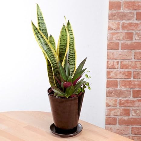 Amazon 第一園芸 観葉寄せ植え サンスベリア クィーン 観葉植物 オンライン通販 Amazon 第一園芸 観葉寄せ植え サンスベリア クィーン 観葉植物 オンライン通販