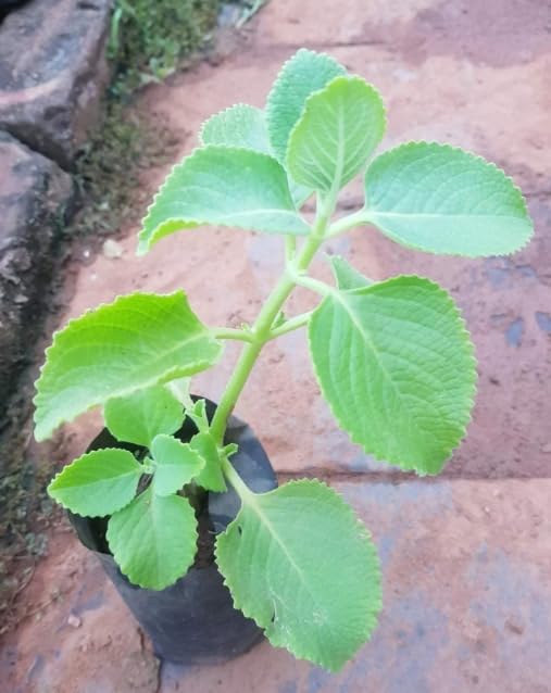 🅼🆅🅺🆁 Live Ajwain Herb Plant - (pack of 1 plant) (B0CPJS14WR) Amazon Price History, Amazon Price Tracker