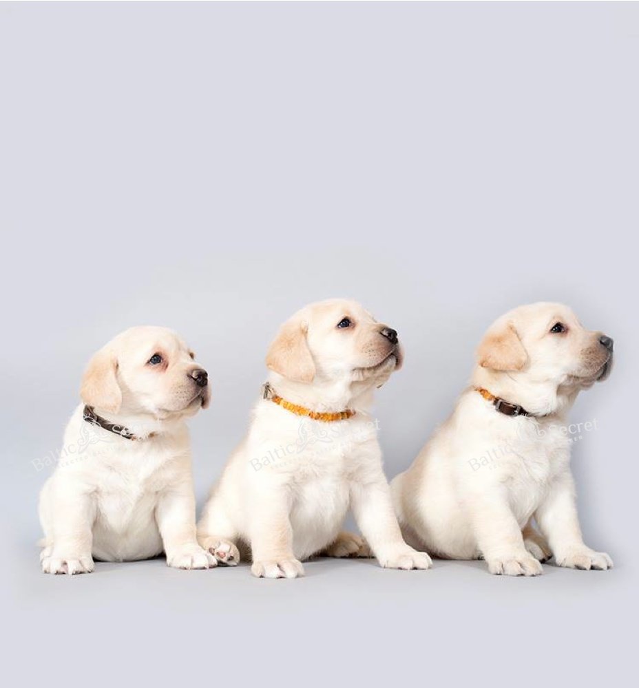 Collier d'ambre pour chien avec tubes en céramique EM - Microorganismes efficaces - Collier d'ambre pour chien - Ambre (45-50 cm)