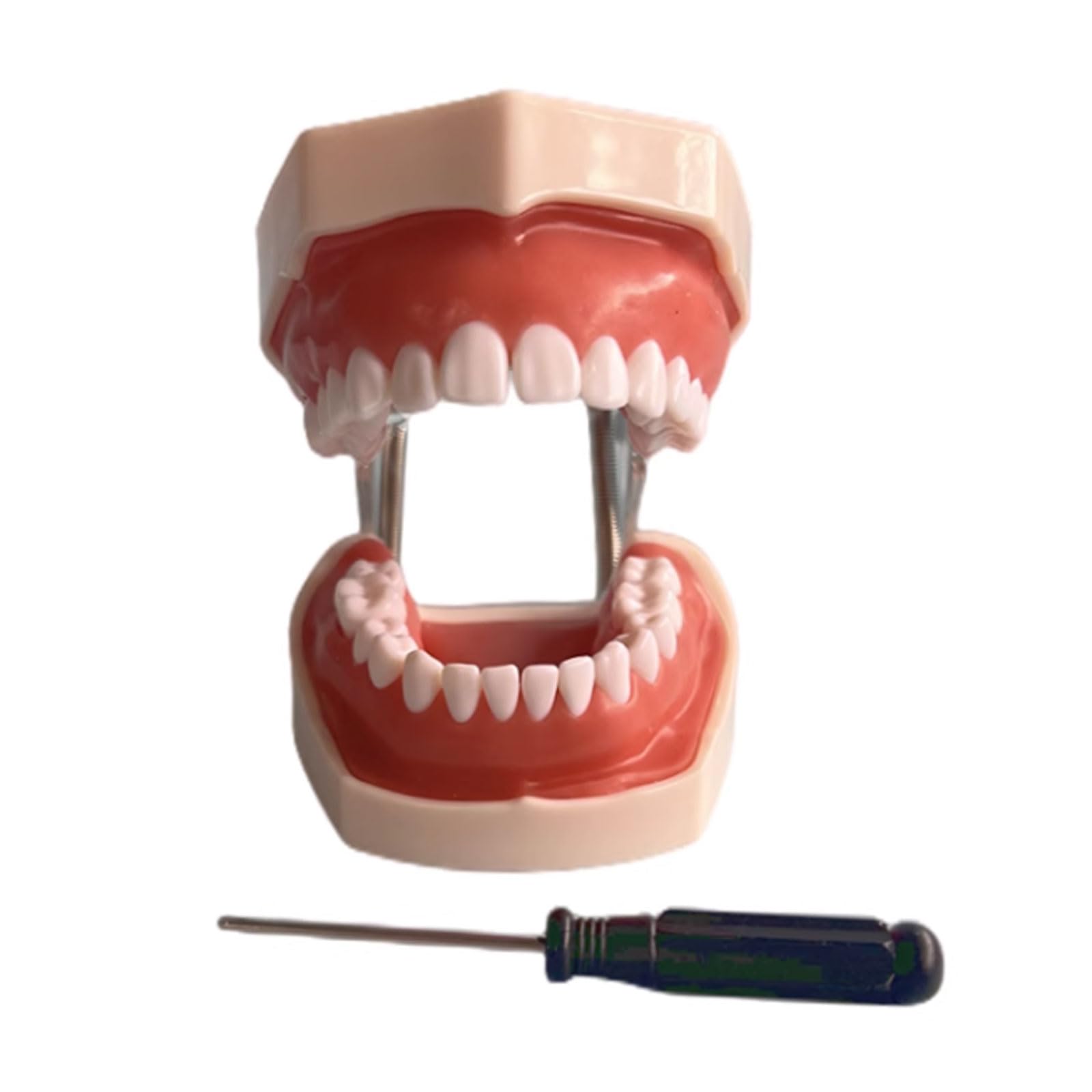 Modello Dentario Della Resina Che Addestra Il Modello Dei Denti Del Typodont Per L'insegnamento Di Pratica Dell'odontotecnico Denti Della Gomma Modello Della Mascella Attrezzatura Di Odontoiatria