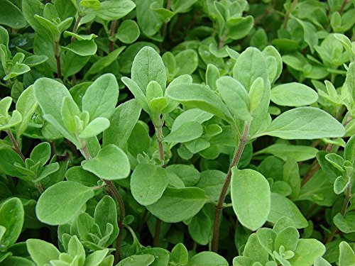 Seeds - Sweet Marjoram Herb 200 Seeds Origanum Majorana Za'atar Bulk Culinary