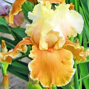 Fkgnqs Iris Mix 4 Zwiebeln Gelb-Orange