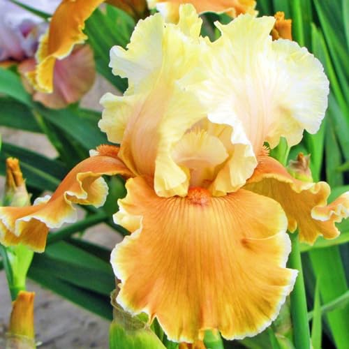 Iris Bulbs-Iris Bulbs for Planting Now UK,Plant Bulbs,Wedding Flowers,Hardy Perennial,Garden Flowers-4bulbs-e