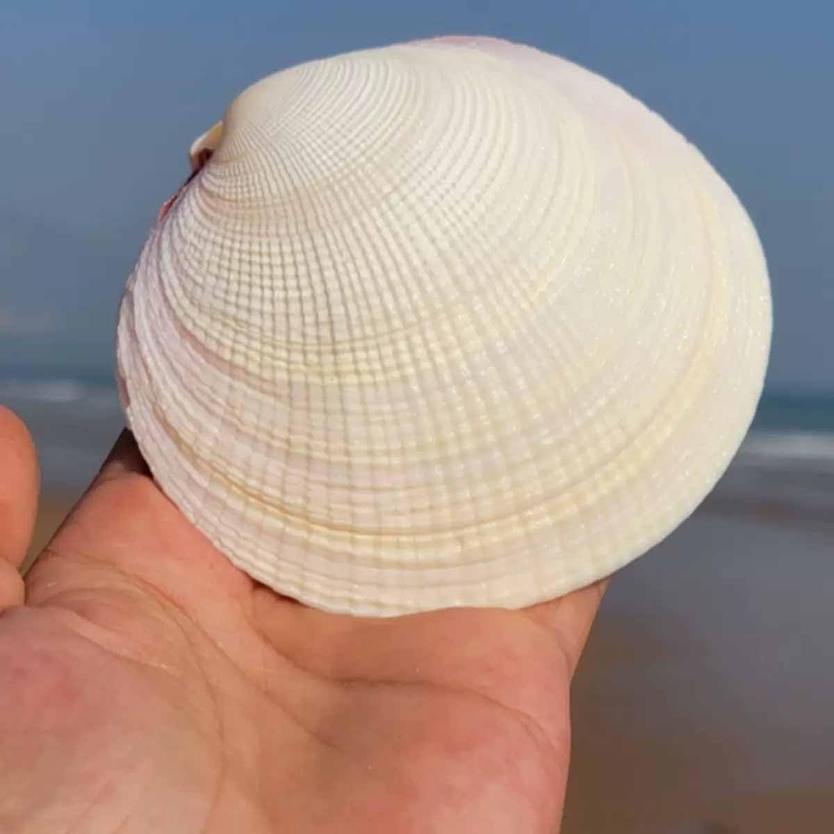 Conchiglie Naturali di Grandi Dimensioni, 9-11 cm for Decorazioni Nuziali, Feste a Tema Spiaggia, for la casa, Artigianato Fai da Te