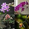 Saterkali Phalaenopsis Orchidee Zaden, 100st Phalaenopsis Orchidee Zaden Bonsai Vlinderbloem Indoor Tuinplant Phalaenopsis Orchideeën Zaden