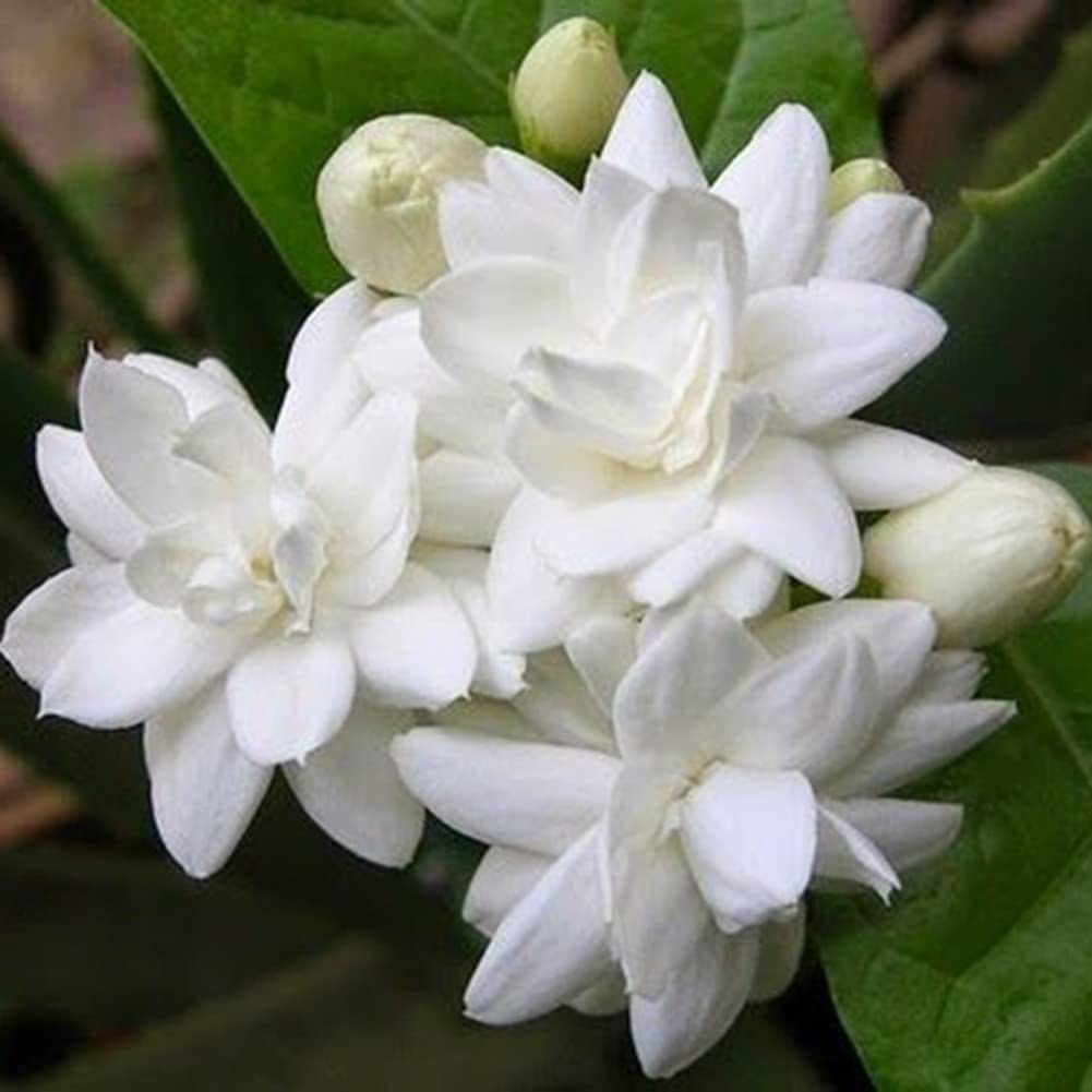 Semillas De Jazmín - Pack De 200 Semillas De Flores Blancas, Para Jardín, Balcón O Macetas