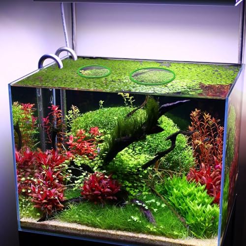 Image of PAGOW 10pcs Fish Feeding Rings Set, Floating Aquarium Plant Corral, Round Fish Feeder Rings for Fish Tank, Floating Plant Ring, Fish Tank Aquarium Accessories for Betta (Green)