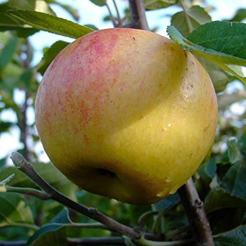Dülmener Rosenapfel, Herbst Apfel, Busch ca. 110-140 cm im 9,5 L. Topf, M 26