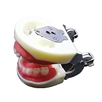 Vista 7 de Typodont - Modelo de dientes para niños, con 24 dientes extraíbles, compatible con Kilgore Nissin para enseñanza, estudio