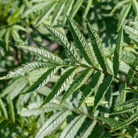 Graines de plantes Huacatay Menthe 100pcs