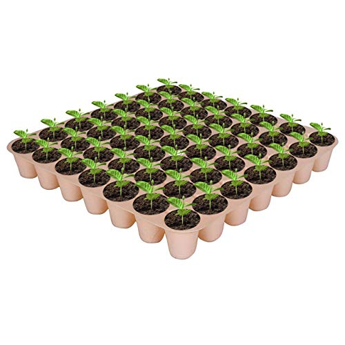 Image of Kraft Seeds Trowel & Seedling Pro Tray Colourful Exotic and Beautiful 49 Cavaties (Pack of 5) Combo