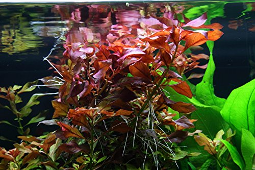 AquaOne Aquarium Pflanze 3 Stück Ludwigia repens 'Rubin' Wasserpflanze Nr.033D Aquariumpflanzen Set - Image 4