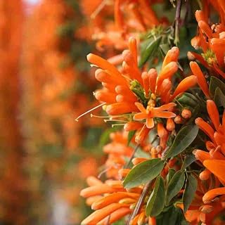 Pyrostegia Venusta 100 Seeds - Firecracker Cigar Plant Vine | Fast-Growing Perennial Climber, Hummingbird Attractant for Gardens & Patios