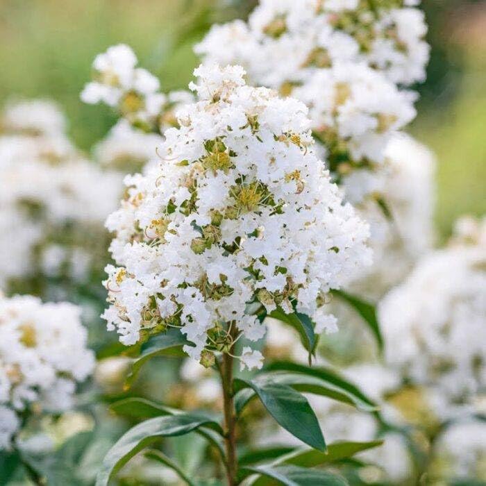 White Pride of India Live Plant White Furush Flower – Lagerstroemia Indica Speciosa Tree, 1/1.8 ft Height, Hardy Dwarf Shade Variety, Bears Flower in 4 to 6 month Garden Ready Pack Of-1-image-16