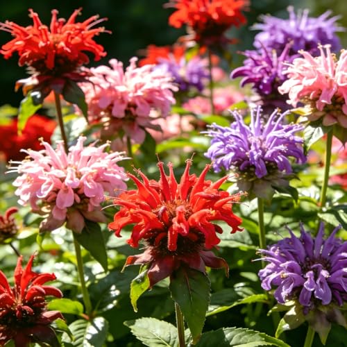 CarpetC 500+ Bee Balm Seeds for Planting Perennial Fragrant Blooms Attract Hummingbirds and Butterflies Non-GMO Heirloom Flower for Pollinator Gardens Borders and Cut Flowers