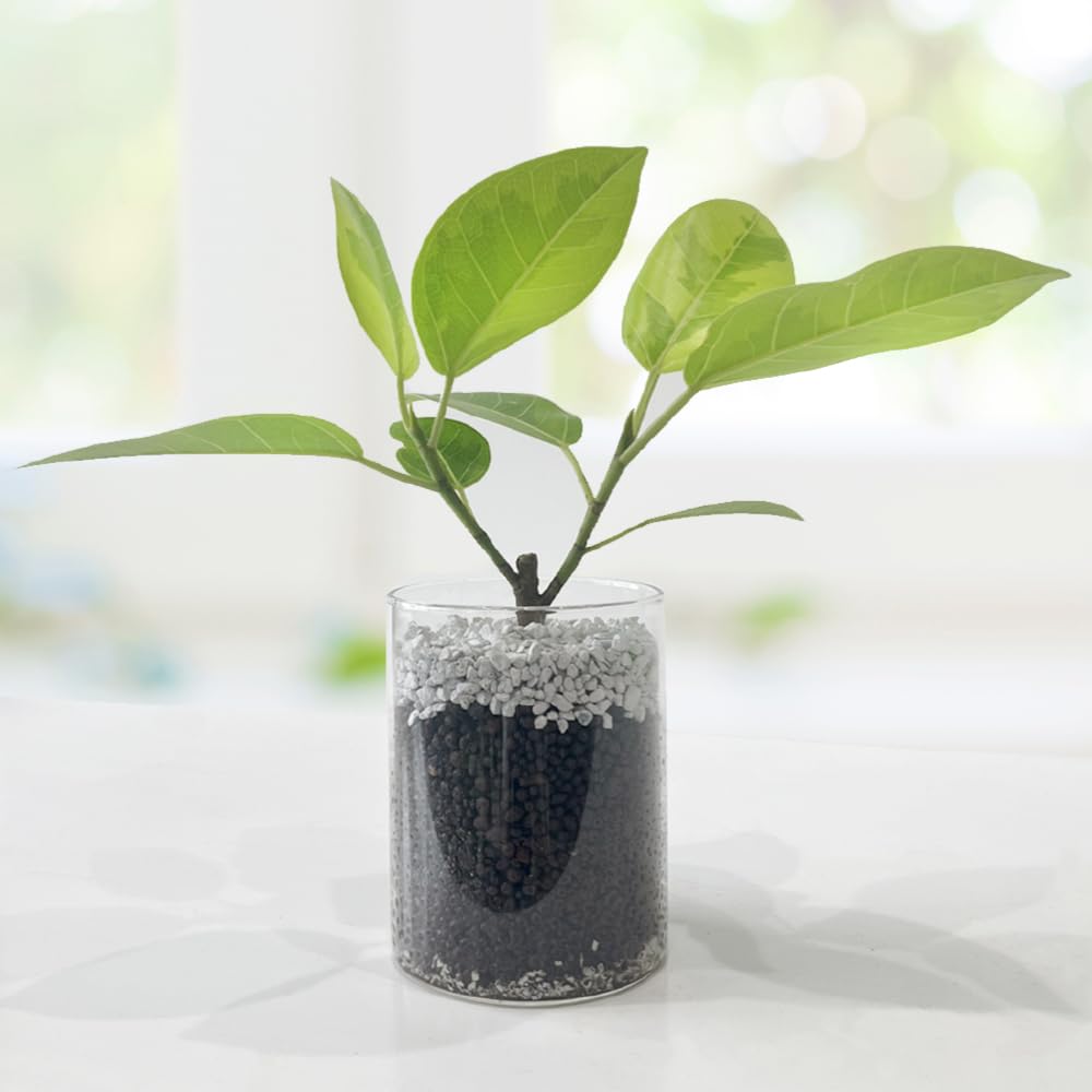 【お渡し決定】観葉植物 ゴムの木 フランスゴムの木 まがり M | 観葉植物の通販 AND PLANTS (アンドプランツ)