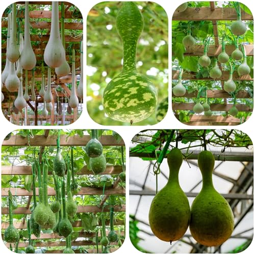 semillas de calabaza de botella - oficina jardín interior 200pcs