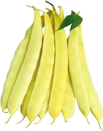 Park Seed Capitano Bush - Semillas de frijol, paquete de 100 semillas