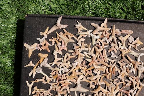 Image of Great Collection of Shark Teeth Fossil Shark Teeth Fossils for Kids Fossils from Morocco A252