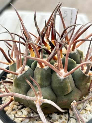 Xg V S×K q30 MmJLE Gymnocalycium mazanense T{e