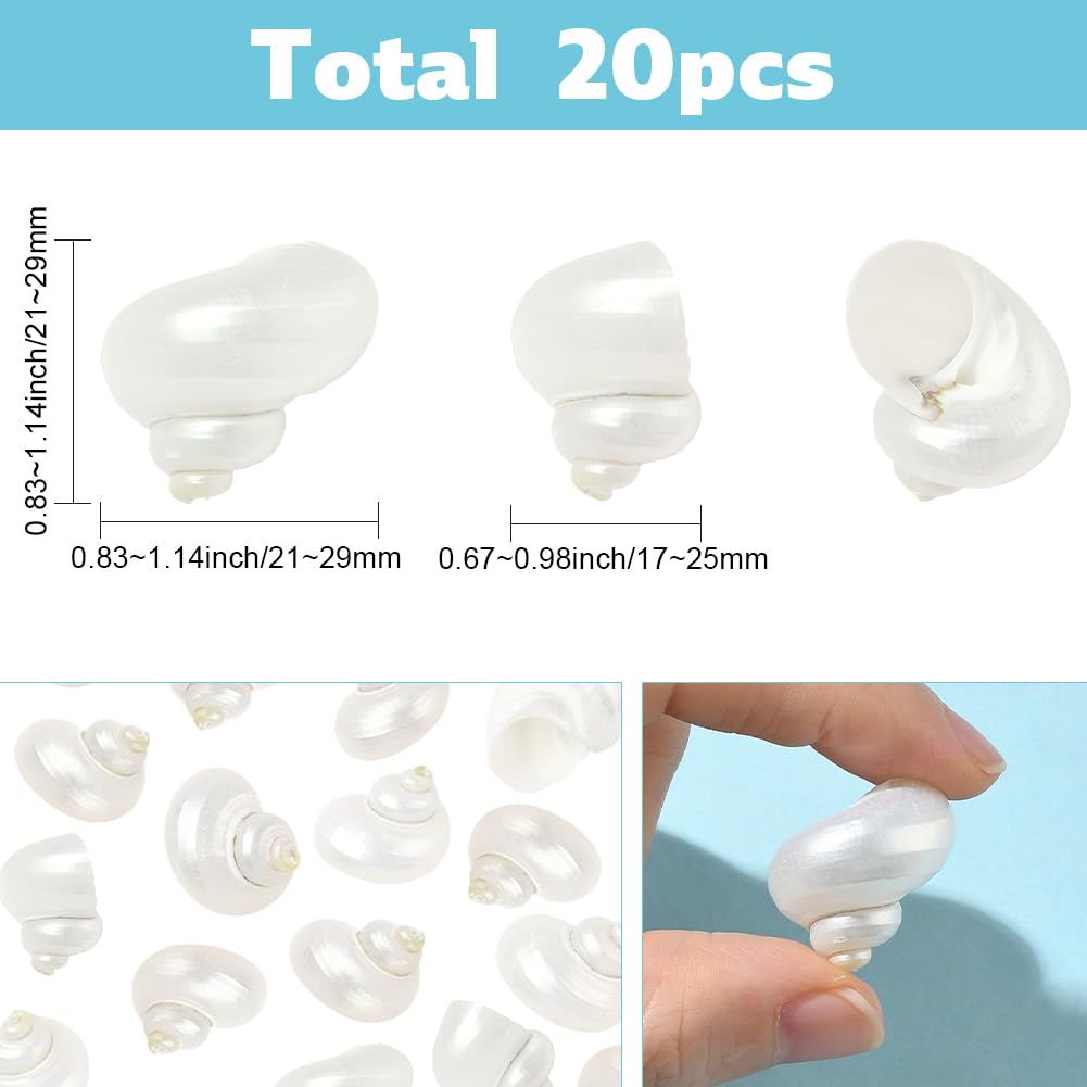 SUNNYCLUE 1 scatola Da 20 pezzi di Conchiglie A Spirale Conchiglie Bianche Naturali Senza Foro Conchiglie A Spirale Turbo Hermit Paguro per Artigianato Riempitivi per Vasi Acquari Spiaggia Feste Decor