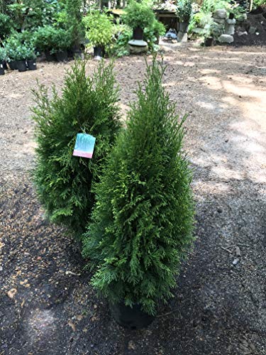 Emerald Green Arborvitae (Thuja Occidentalis 'Emerald Green') #TOP2
