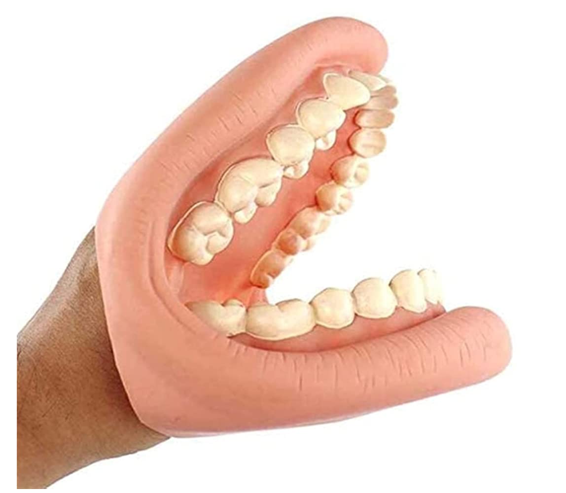 Buy Dental Care Model Demonstration Models, Children Gums Standard Medical Model Teaching
