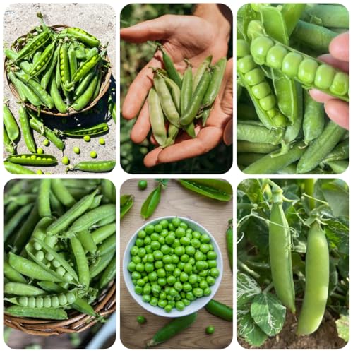 Zuckererbsen Samen Alte Sorten 150pcs