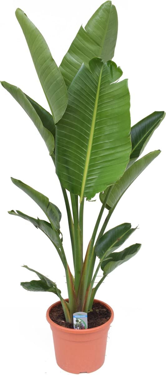 DECOALIVE Strelitzia Augusta Natural Planta de Crecimiento Lento que Puede Alcanzar un gran Tamaño