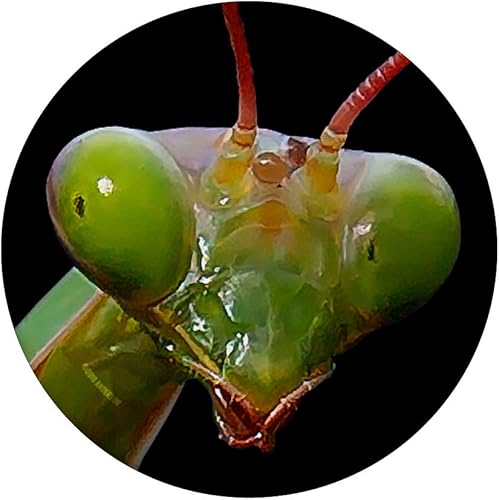 Miniatura 3 de PopSockets Green Praying Mantis - Soporte y agarre para teléfonos y tabletas, Negro