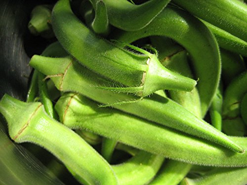40-50 Largo Semi ocra Verde Vaina. Heirloom, semillas premium de EE. UU.