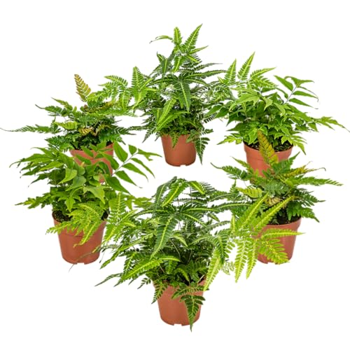 Bloomique - 6er Set - Farne Winterhart für Garten - Gartenpflanze - Immergrün - Stauden - Höhe 20-30 cm - Topf 12 cm