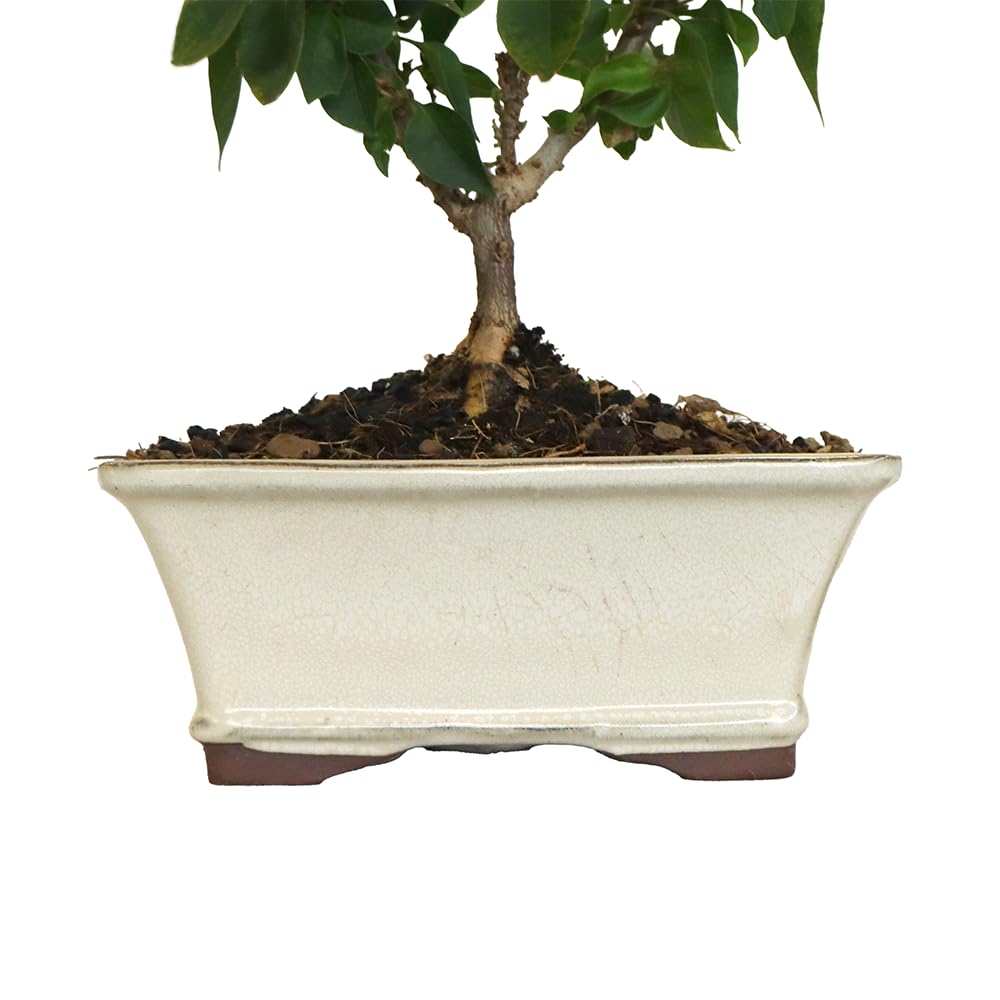 KENTIS - Drillingsblume Bonsai Baum Echt fr Drauen - Bougainvillea  Sanderiana Gartenbonsai - Blhende Balkon Pflanzen - H 20/25 cm Topf 18 cm  : Amazon.de: Garten