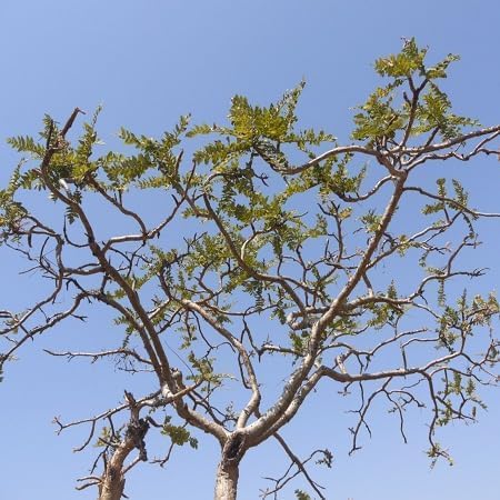 25pcs Fresh Boswellia Serrata Tree Seeds