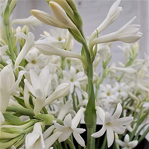 See full amazon price history chart for Plantogallery Rajnigandha Flower Bulbs - Pack Of 5 Bulbs Plantogallery Rajnigandha Flower Bulbs - Pack Of 5 Bulbs (B0CG34FBDS) Amazon Price History, Amazon Price Tracker
