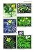Mountain Flowers and Trees of Caucasia (Pelagic Identification Guides)