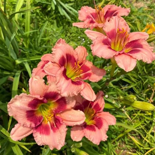 azucenas Decoraciones de jardín al aire libre, de del balcón Decoración sala estar con camas elevadas primavera, resistentes en macetas 900semillas