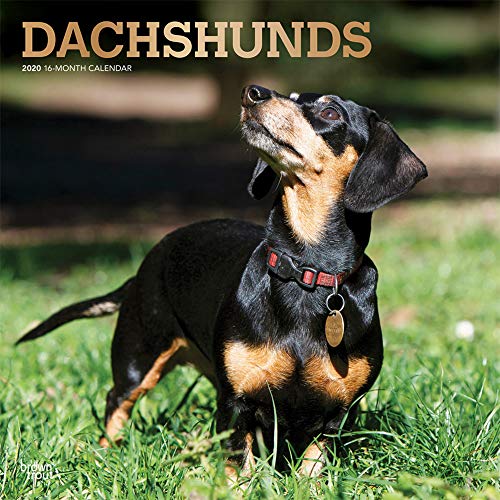 Télécharger Dachshunds 2020 Calendar PDF Ebook En Ligne