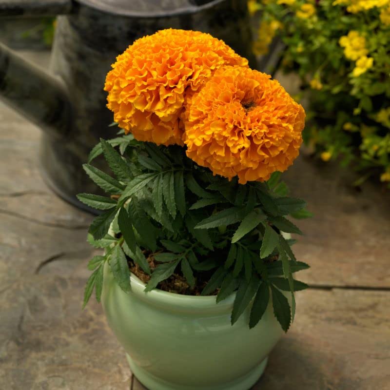 GrowZid African Marigold Outdoor Gardening Flower Plant seeds Pack (2 Different shades) (B0B71B229S) Amazon Price History, Amazon Price Tracker