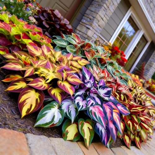 Kältebeständige Hosta Funkie Die pflegeleichte Hosta ist auch für Einsteiger bestens-8Wurzeln-J