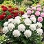 Passion Collection | 3 Peonies