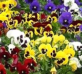 Swiss Giant Pansy Seed Mix - Large, Vibrant Blooms | 100 Non-GMO Seeds for Planting | Cold-Hardy, Easy Grow Annuals for Gardens, Borders, and Containers