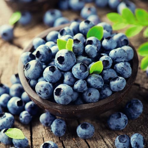 Blueberry 'Duke' Bush - Early to Mid-Season Variety with Sweet Berries and Autumn Foliage 9cm Pot x 1 + 100g Incredicrop x 1 Unit by Thompson & Morgan