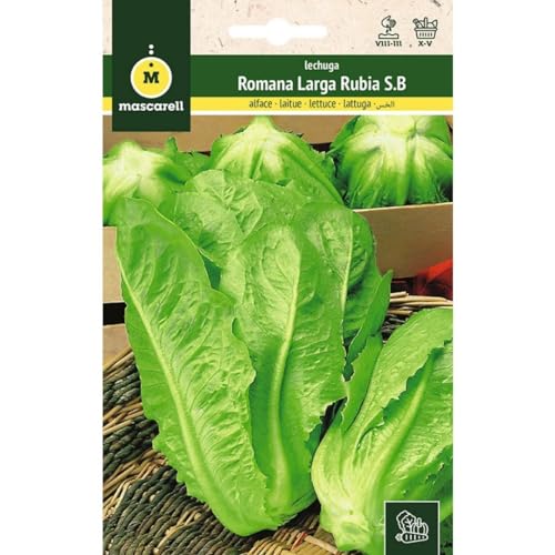 Mascarell Semillas, LECHUGA, Semillas Huerto, LECHUGA ROMANA LARGA RUBIA S.B, Crea tu Propio Huerto Urbano y Cultivo en Casa, Plantas Hortícolas, 6 Gramos